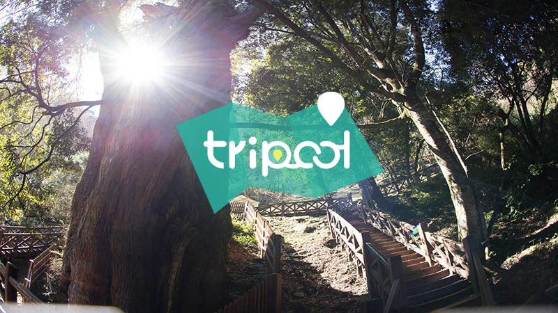 嘉義阿里山包車一日遊PTT網友最愛！阿里山包車費用、路線(含看日出、上下山)3分鐘速懂