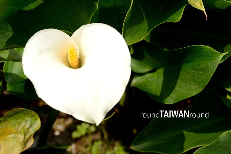 Best time to visit Taiwan? Discover the Perfect Month for Every Traveler