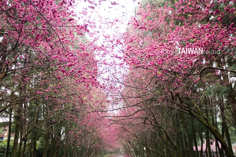 Discover Taiwan’s Best Cherry Blossom Viewing Routes: 3 to 5 Day Trips Curated by RTR Editors