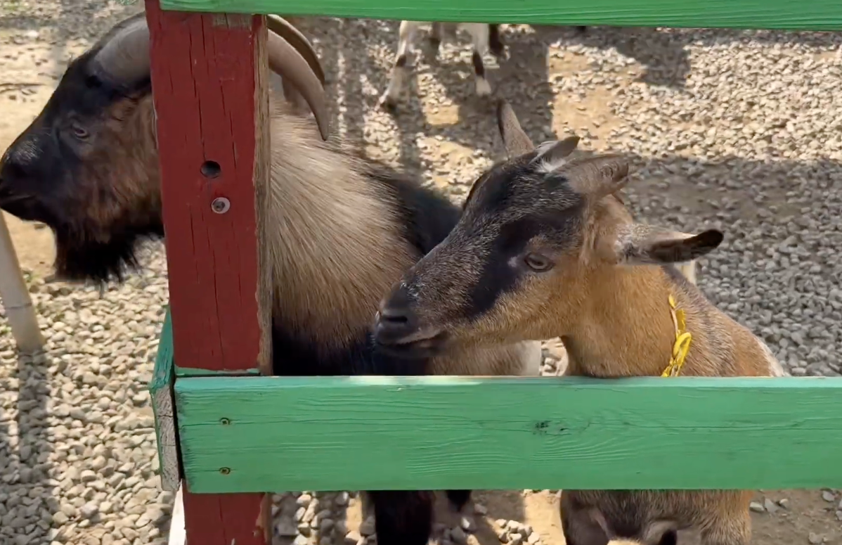 萌寵村親子樂園