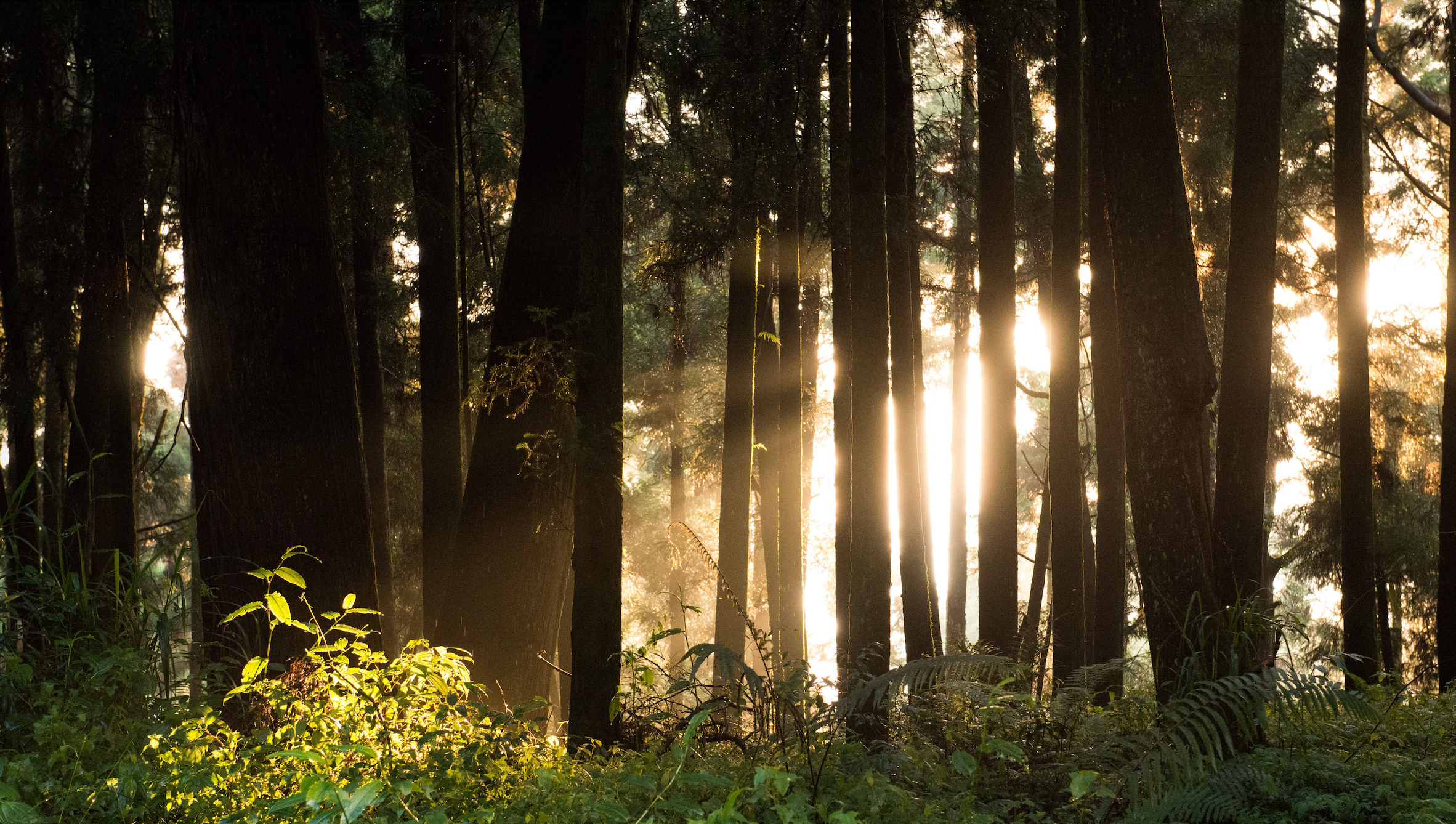 阿里山小火車沿路景色