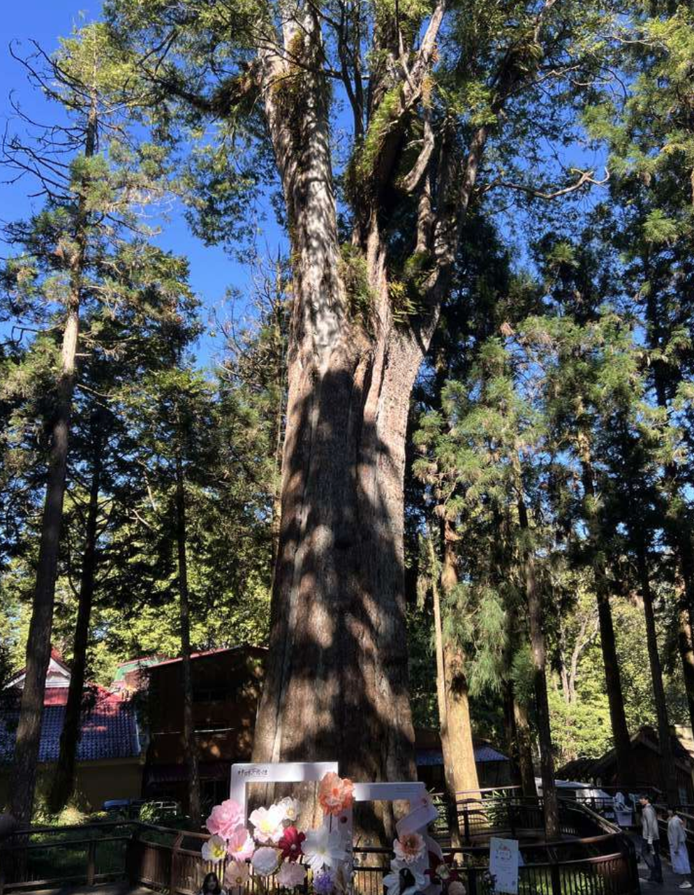 ​​香林神木區：等晚霞最佳位置