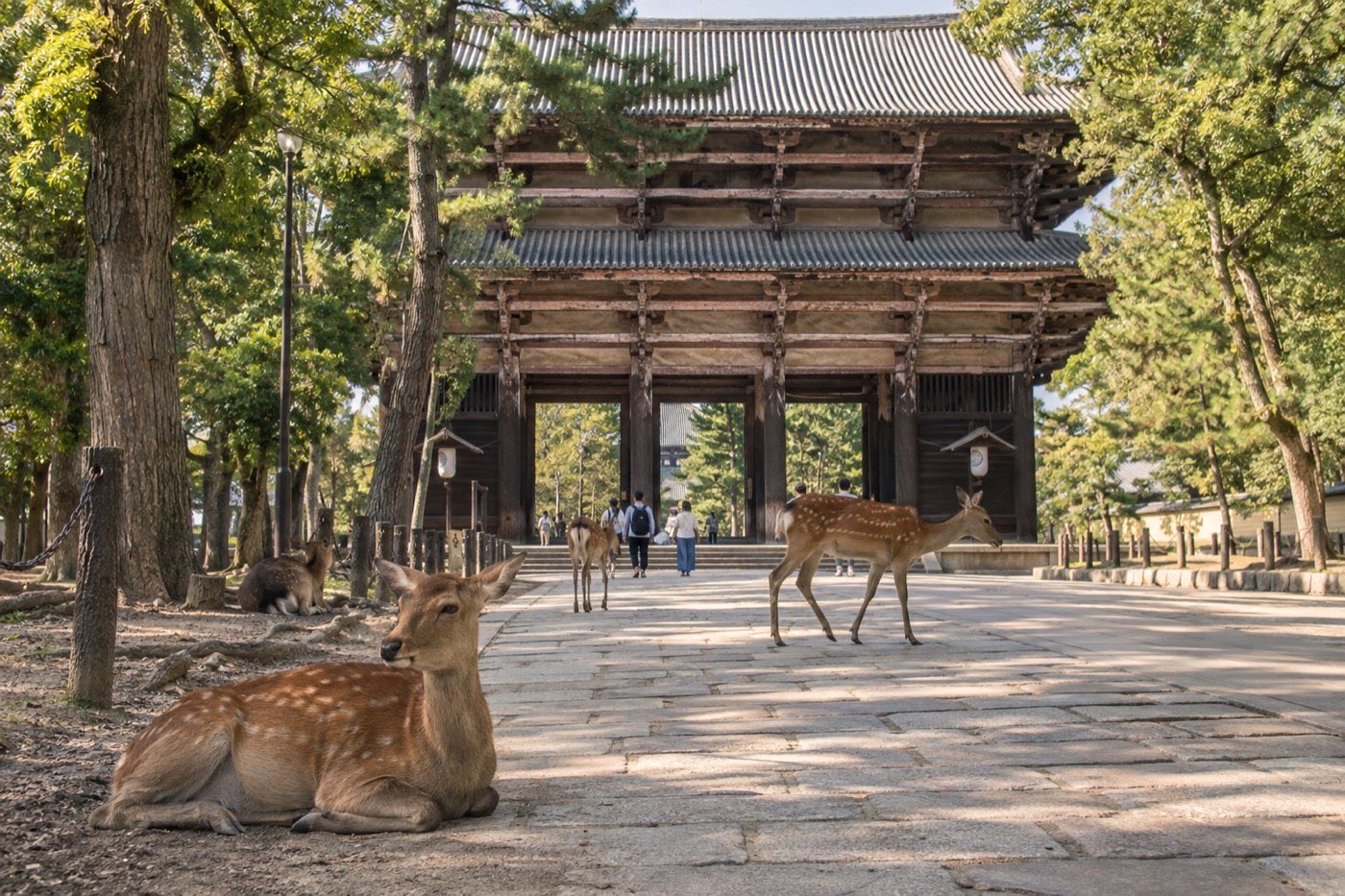 晴天下奈良公園小鹿與東大寺南大門